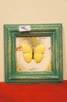 ine/motyl-v-ramiku-6