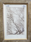 obrazy/stromy-konare-1